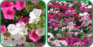 Aero Seeds Dianthus Mix Color (50 Seeds) And Petunia Mix Color (50 Seeds) Flower Seeds Pack Seed
