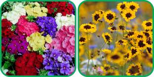 Aero Seeds Calliopsis (Tinctoria) Mix Color (50 Seeds) And Philox Mix Color (50 Seeds) Flower Seeds Pack Seed