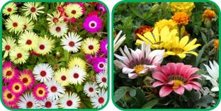 Aero Seeds Gazania Mix Color (50 Seeds) And Ice Flower Mix Color (50 Seeds) (50 Seeds) Flower Seeds Pack Seed