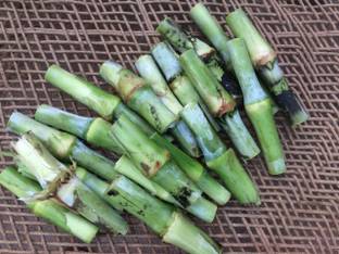 Grow Green Organics Super Napier Grass Stick Seed