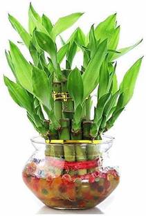 Zaavic Green indoor 2 Layer Lucky Bamboo Plants Plant Container Set