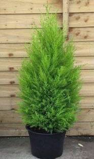 NATURE WISE YOU Platycladus/Morpankhi Plant