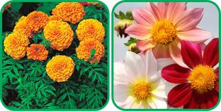 Aero Seeds Dahlia Top Star Mix Color (50 Seeds) And African Marigold Mix Color (50 Seeds) Flower Seeds Pack Seed