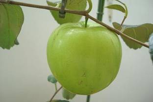 फ्रूटफुल सेब का पौधा पौधा