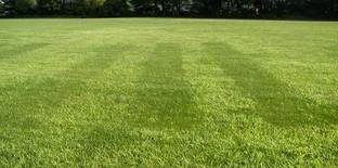 Green World IMPORTED BERMUDA GRASS SEEDS Seed