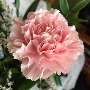 GARDENIFY INDIA FRESH HYBRID PINK CARNATION FLOWER Seed