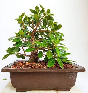 EVY Ficus Bonsai Plant