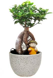 Greenery Nursery Ficus Bonsai Plant