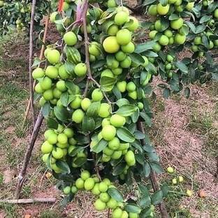 InGreen Ber Apple Plant