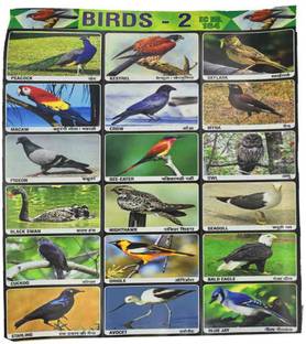 AFH 22 cm Indian Birds Project Chart Sticker Pack of 2 Educational Sticker Chart Self Adhesive Sticker