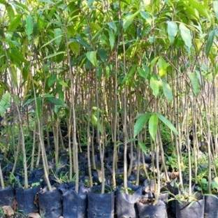 Darjeeling Planters Red Sandalwood Plant
