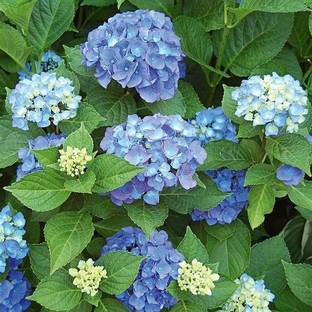 Darjeeling Planters Hydrangea Plant