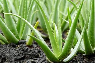 PUSHPARGHYA Aloe Vera Plant