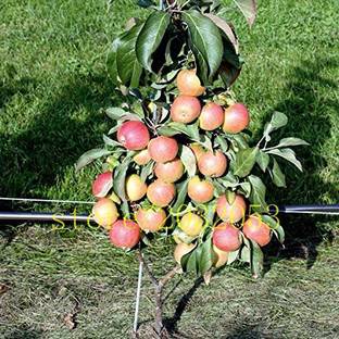 EVY Apple Plant