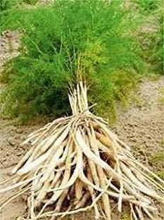 EVY Shatvari Plant
