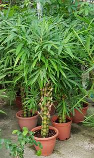 Darjeeling Planters Lotus Plant