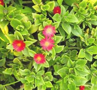 Chalisa Ice Plant, Iceplant, flowering seeds, seeds Seed