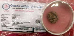 RUDRAKSH 3 mukhi rudraksh, natural, rare Wood Layered