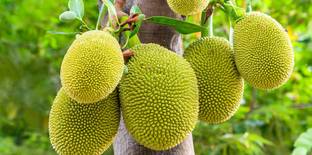 JAZEERA Jackfruit Plant