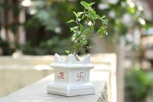 जिमकिया Tulsi Ceramic Planter handmade White color (Plant Not Included) प्लांट कंटेनर सेट