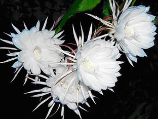 Roy's Fashoin Brahma Kamal Plant