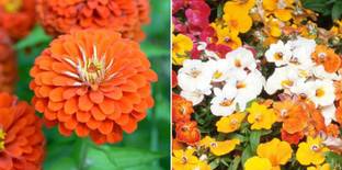 xcentax Nasturtium Mixed Winter, Orange Zinnia Seed