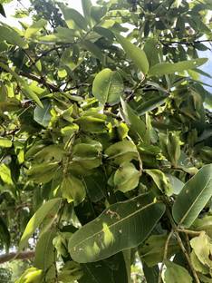 Cloud Farm Terminalia/Arjuna Plant