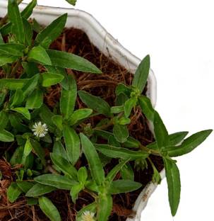 ukandagarden Bhringraj Plant