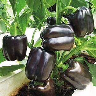 EVY Capsicum