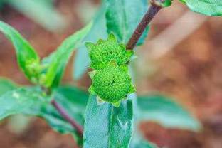 GETLIX Bhringraj Plant