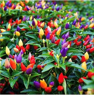 EVY Capsicum