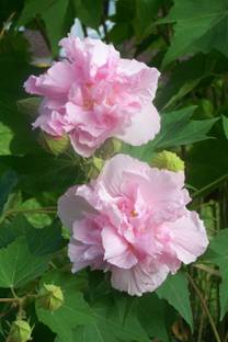 MiracleGarden Lotus Plant