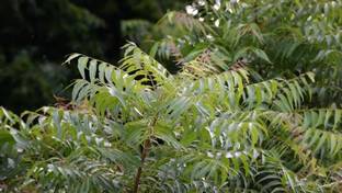 My Dream Nursery Neem Plant