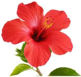 KANAYA hibiscus beautiful flower hybrid seeds 1-packet Seed