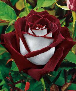 FRESHO osiria rose beautiful flower hybrid seeds 1-packet Seed