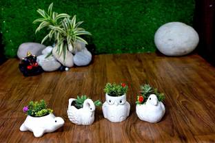 Jimkia Ceramic Succulent Plant Container (Turtle,Owl,Sparrow,Swan) White Color (Set Of 4) Handmade Planter,Flower Pot, Decorative Pot For Gift Purpose & Home And Gardening Decor (Without Plant) Plant Container Set