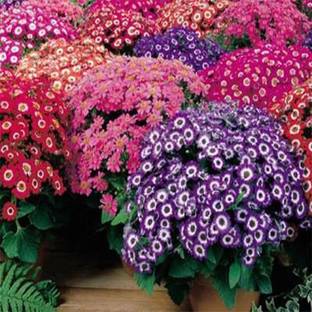 syed garden Cineraria Early Perfection Mixed seed, pack of 50 seed Seed