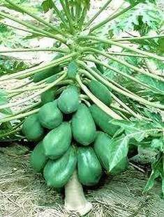 EZtect Papaya Plant