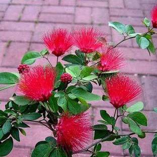 FURYHUB Calliandra Plant