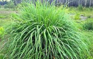 K.K.Enterprise Lemon Grass Plant