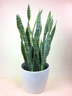 AloGardening Snake Plant