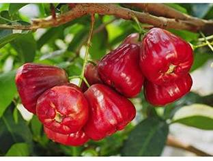 Earth Plant Farm Java Plum Plant