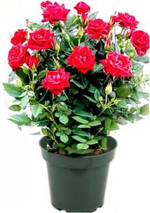 ROYAL NURSERY Rose Plant