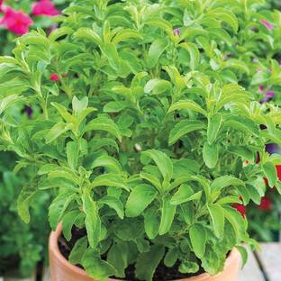 Bahan Tulsi Plant