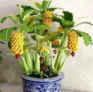 ROYAL NURSERY Banana Plant