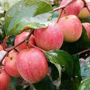 FSK Ber Apple Plant