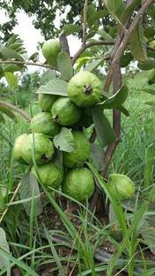 Green tree nursery Thai Guava Plant
