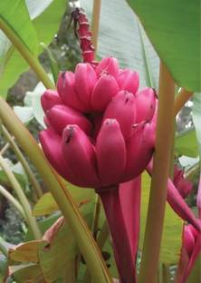 Cloud Farm Banana Plant