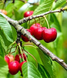 Plants Heaven Cherry Fruit Plant