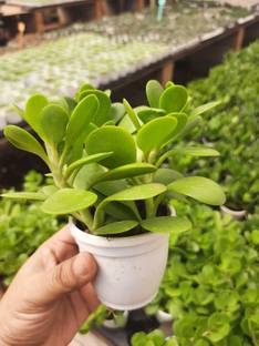minatigreenhouse Crassula Plant